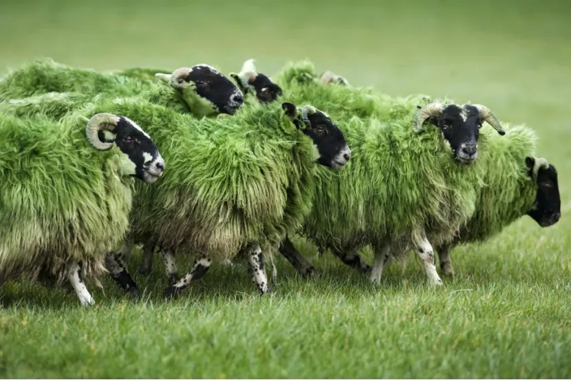 绿绿的羊群~~.webp.jpg